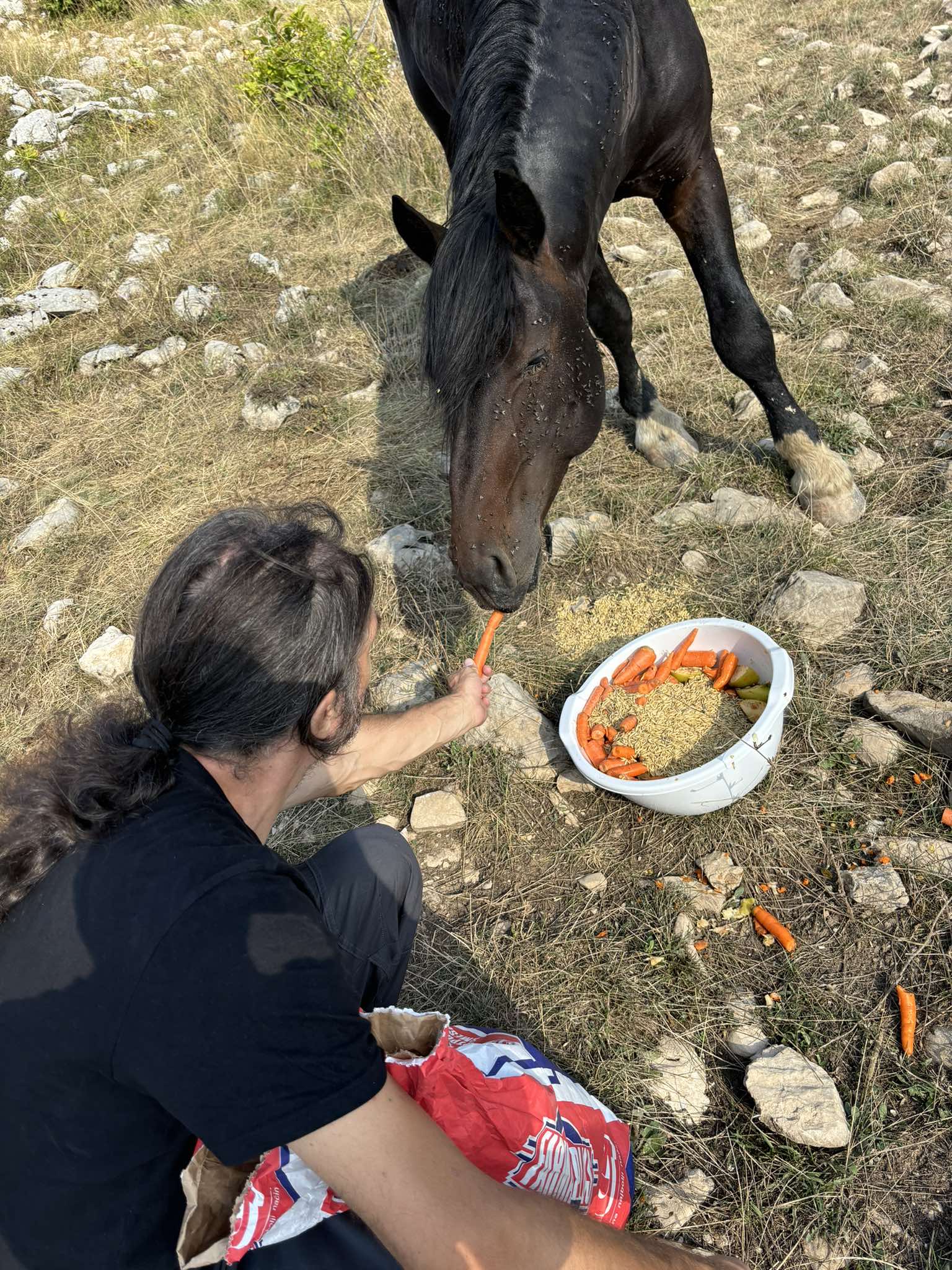 povrijeđenog konja hrane novinarka i fotoreporter, foto Vanja Stokić